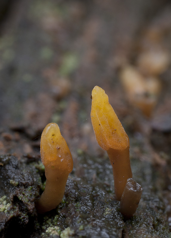 Calocera glossoides